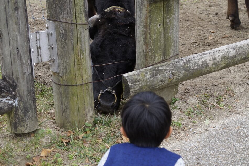 子供と牛　動物園　福岡